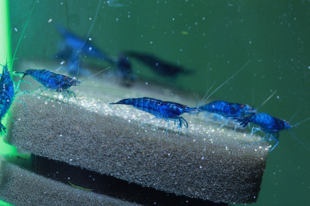 Blue Dream Shrimp