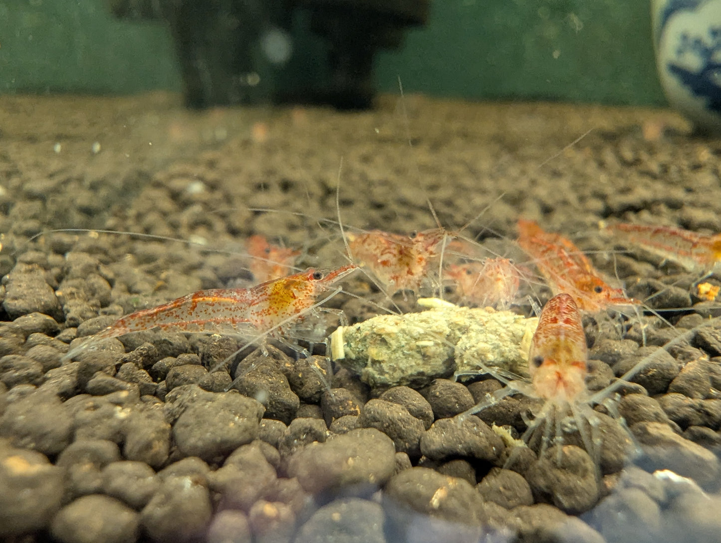 Red Ghost Shrimp