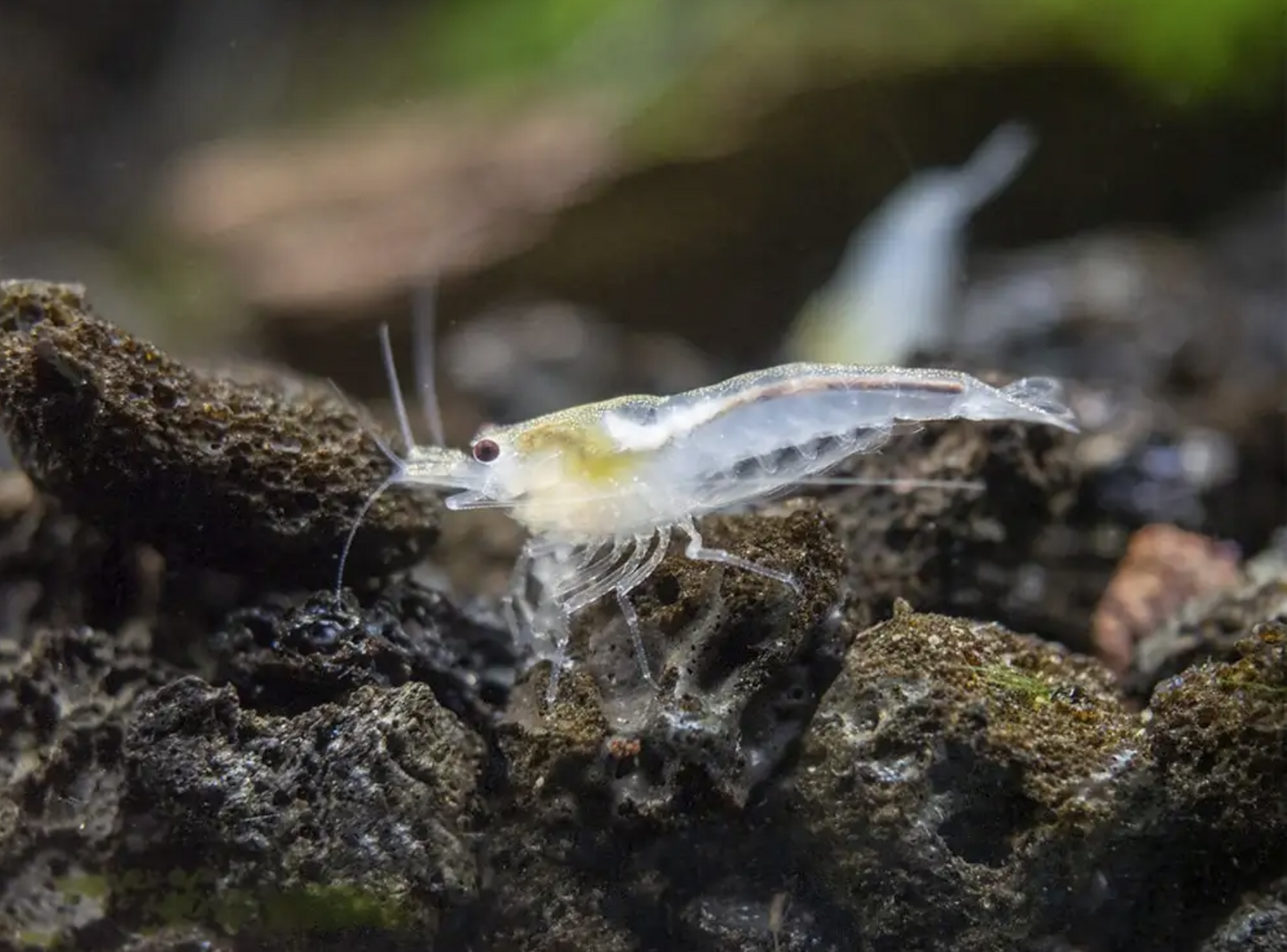 Wild Type Shrimp