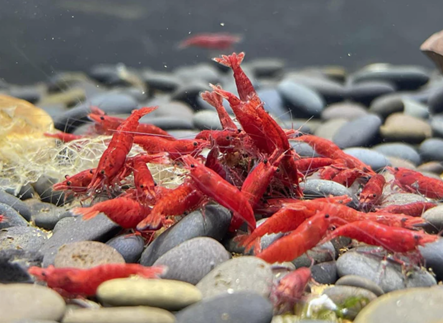Red Cherry Shrimp