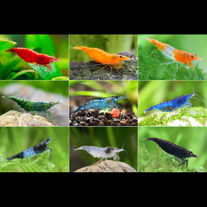 All Shrimp