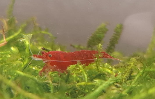 Red Cherry Shrimp