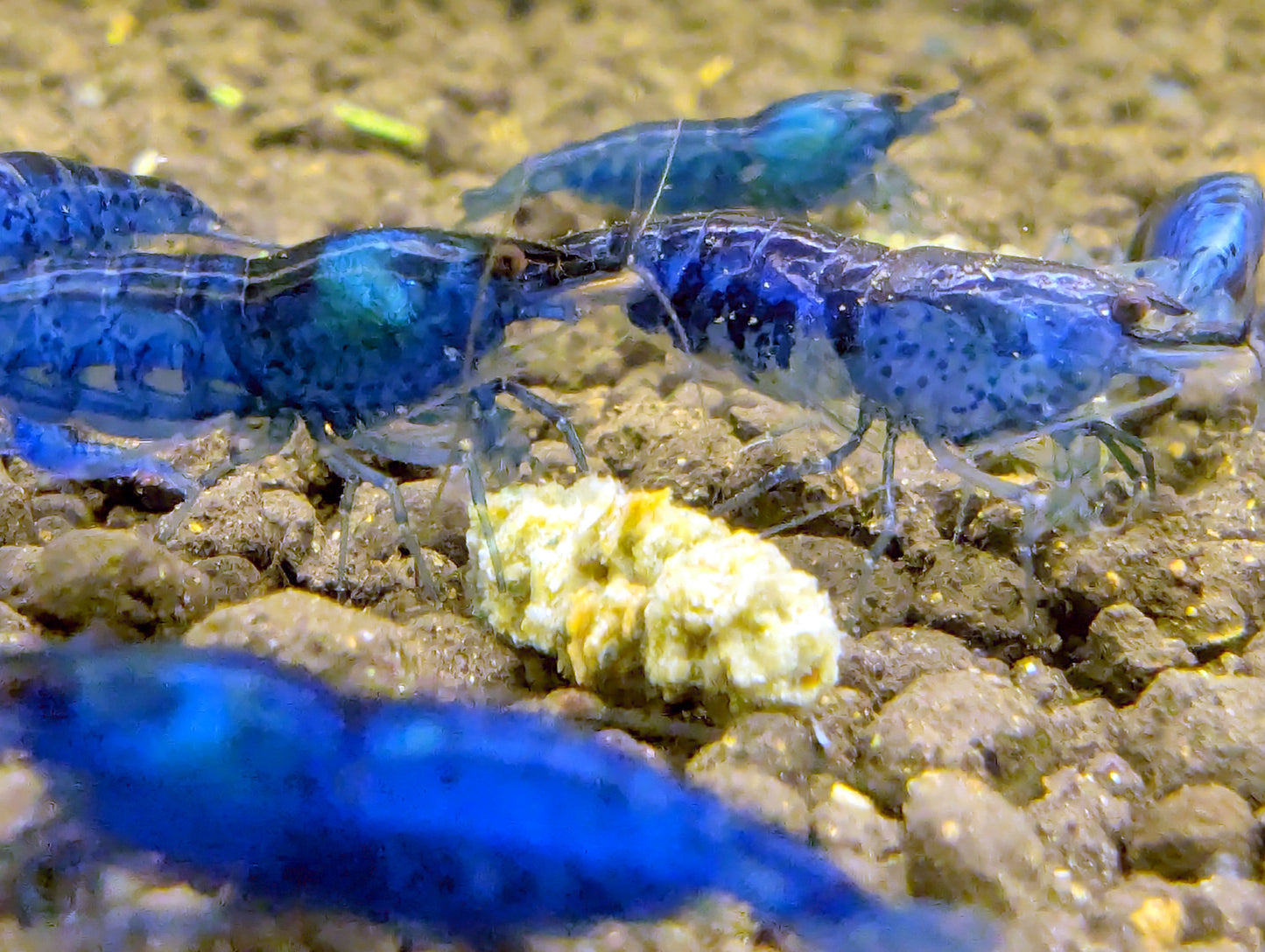 Blue Dream Shrimp