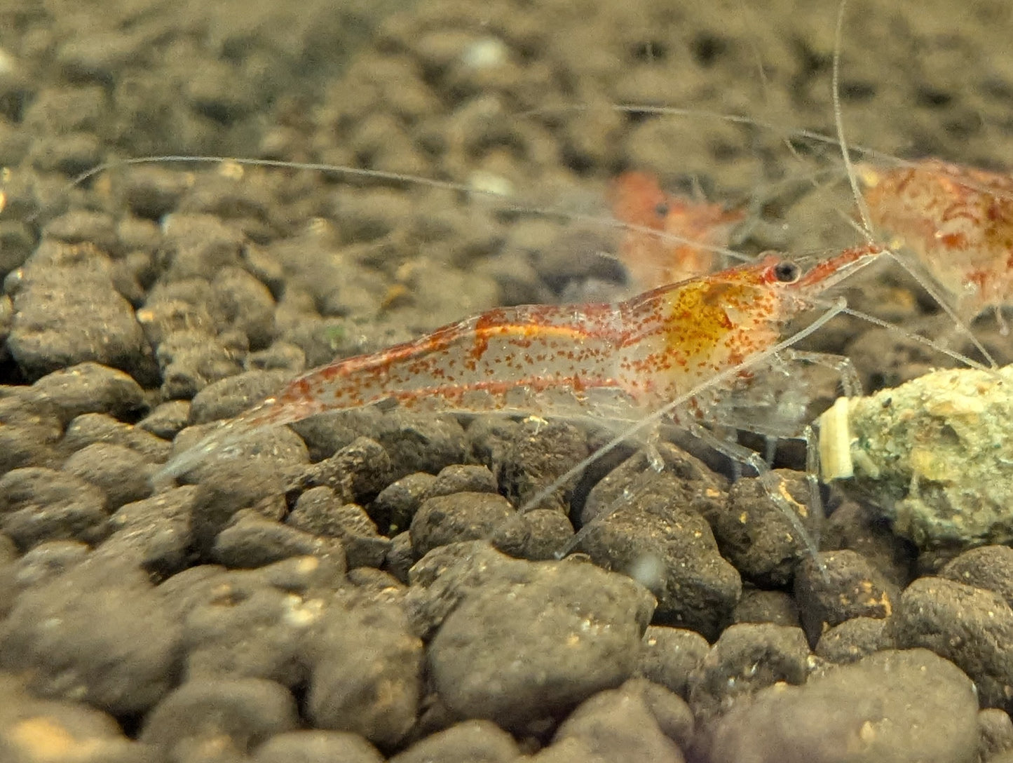 Red Ghost Shrimp