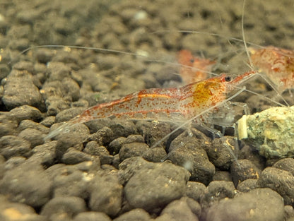 Red Ghost Shrimp
