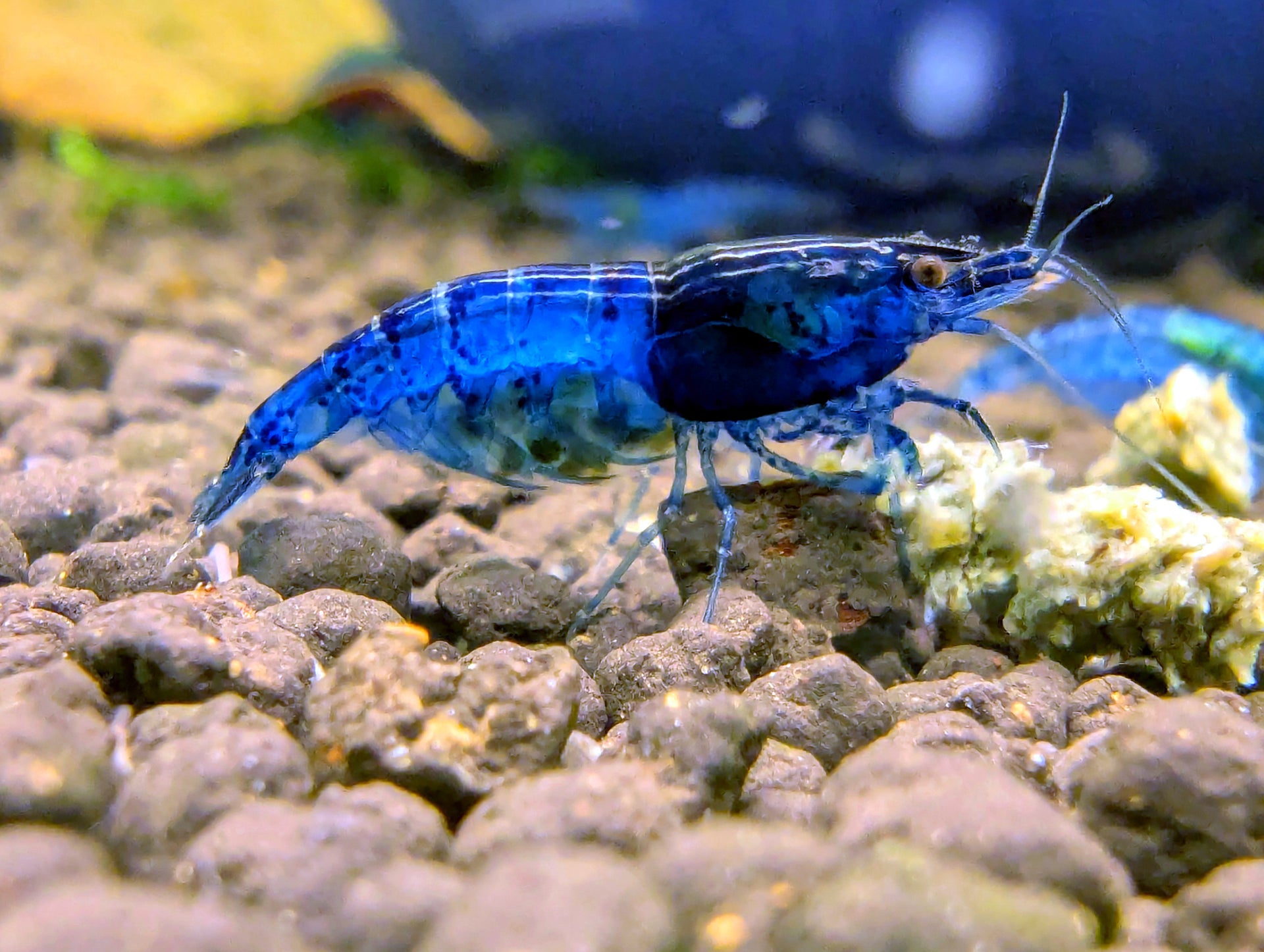 Blue Dream Shrimp / Blauw Garnalen – Lumi-Shrimp