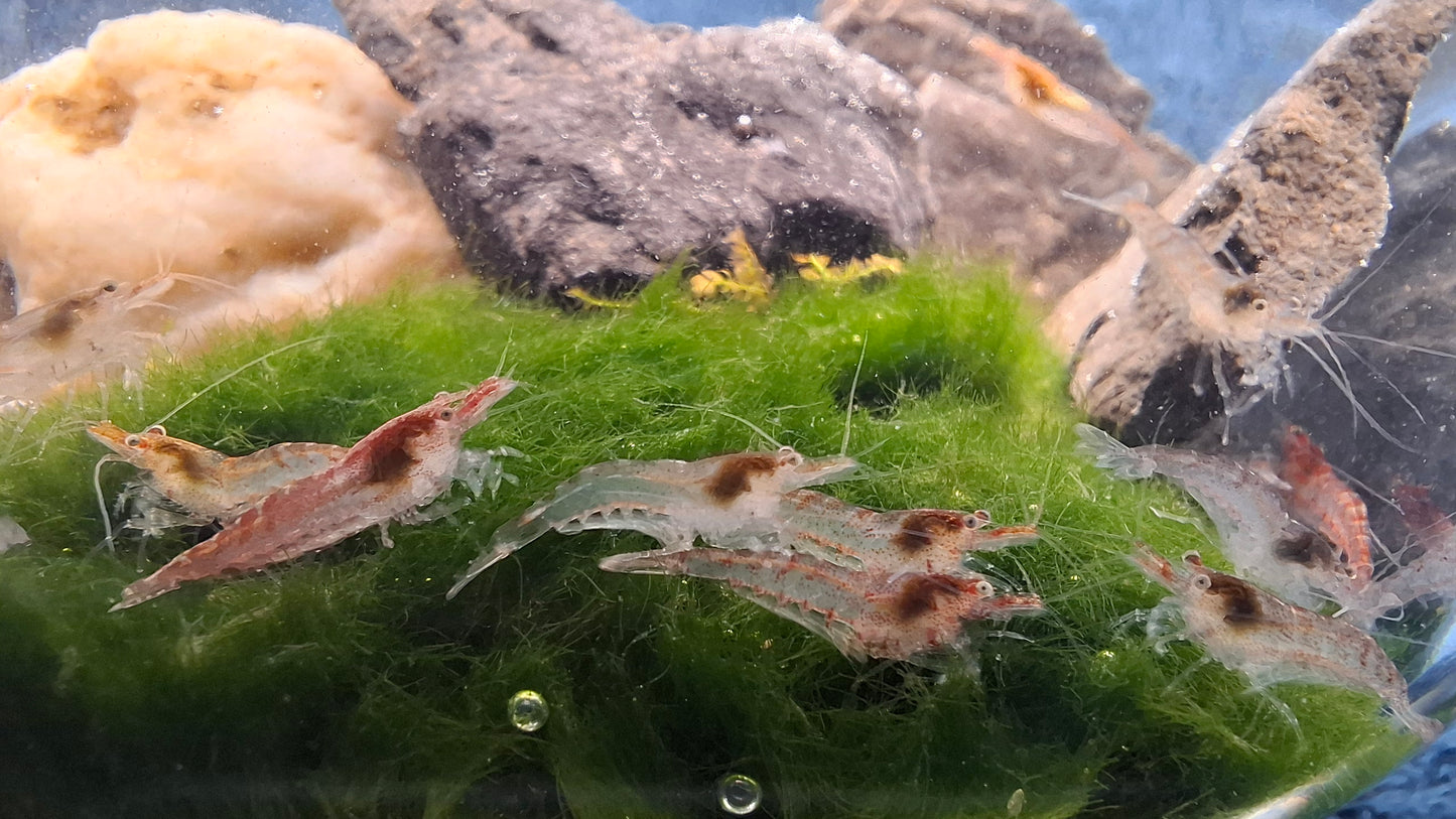 Wild Type Shrimp