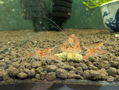 Red Ghost Shrimp