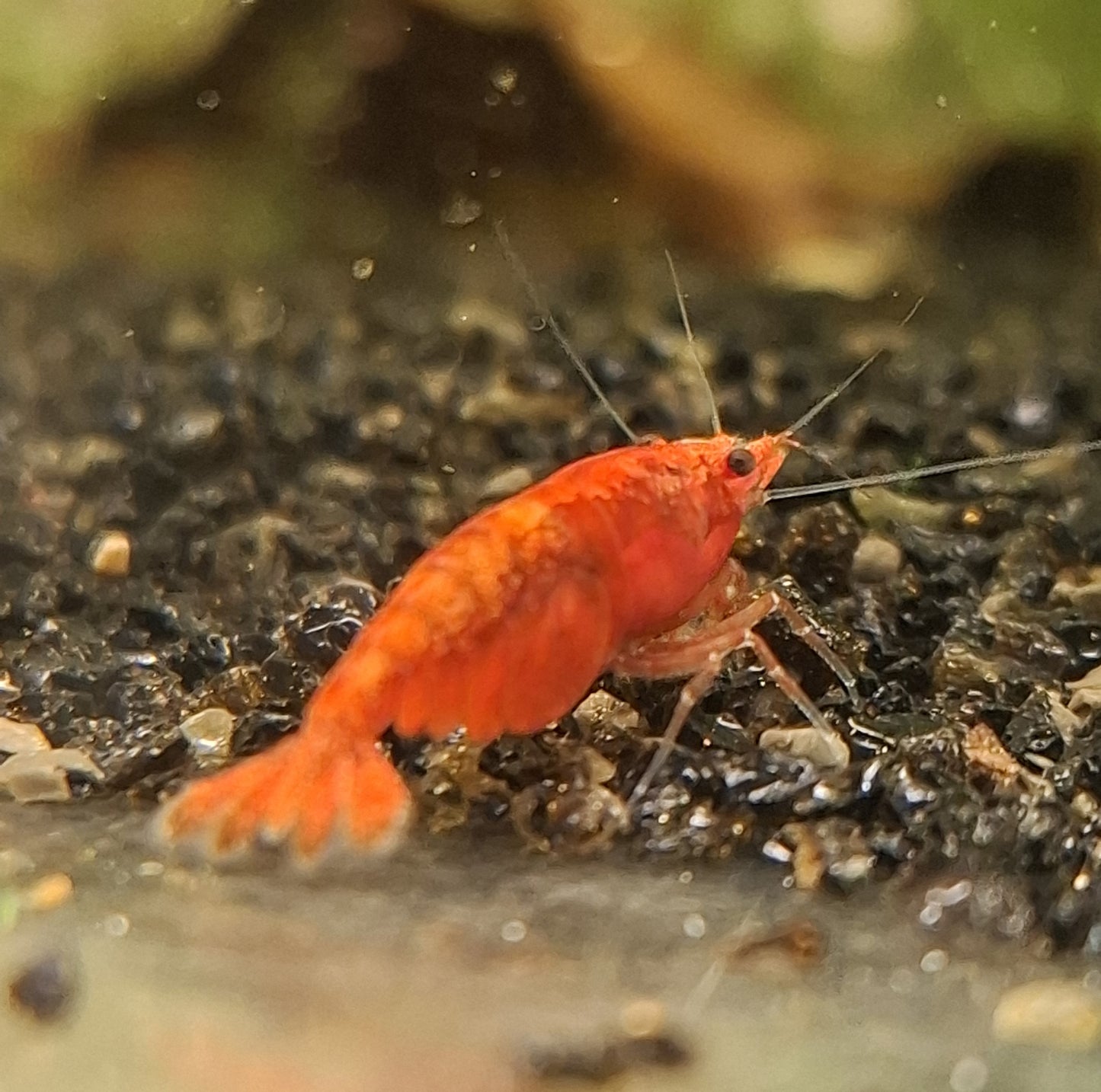 Red Cherry Shrimp