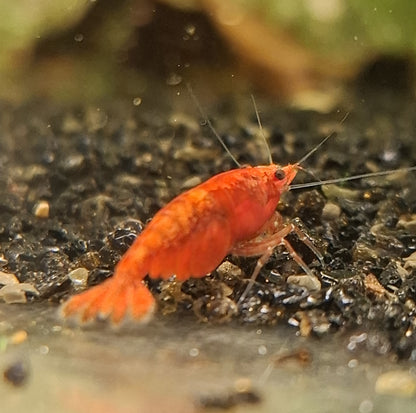 Red Cherry Shrimp