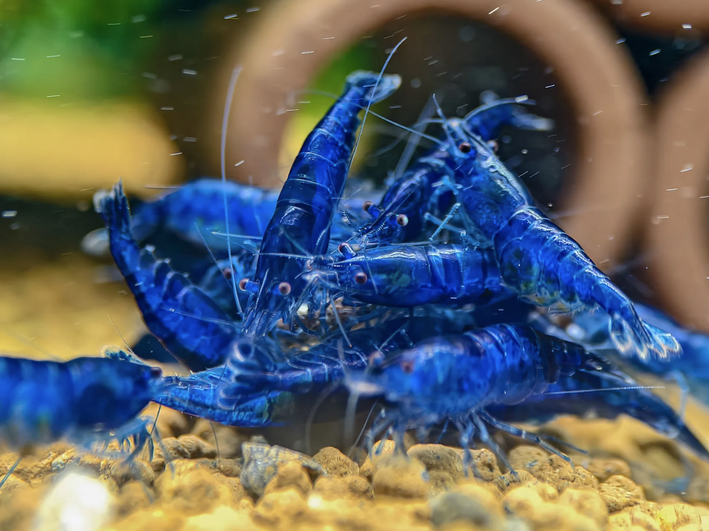 Blue Dream Shrimp
