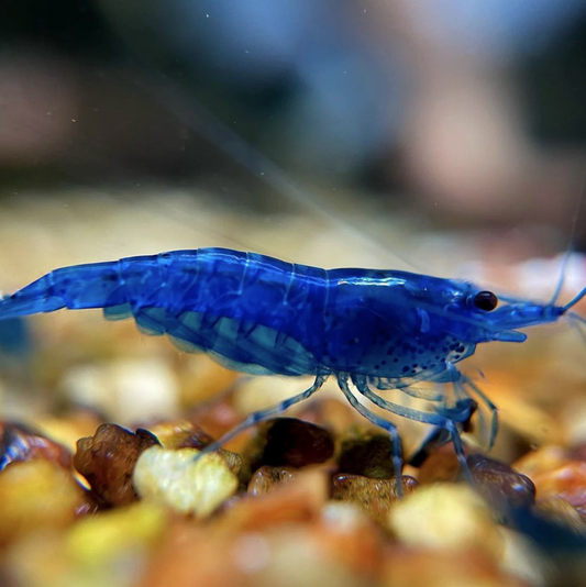Blue Dream Shrimp