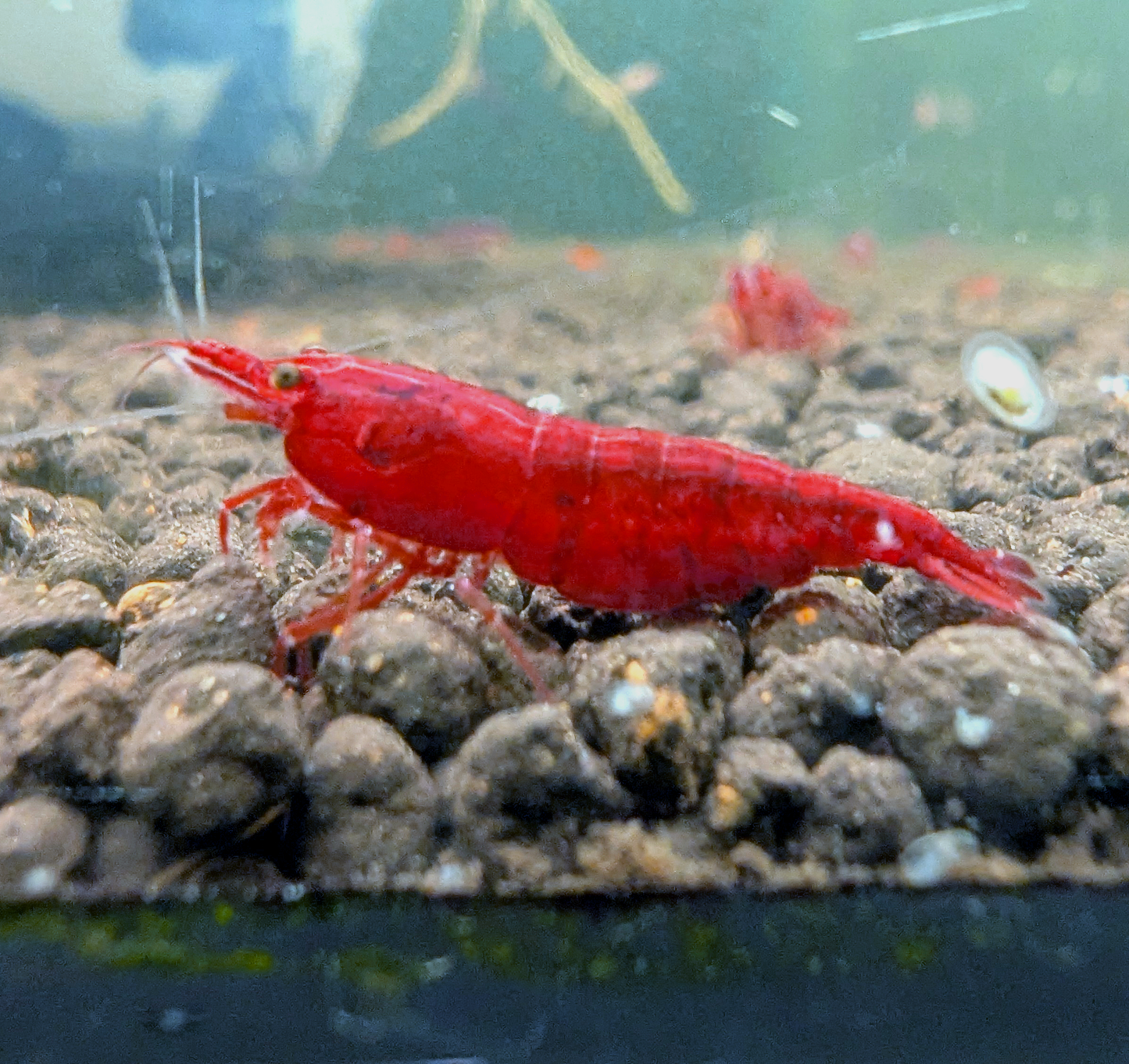 Red Cherry Shrimp