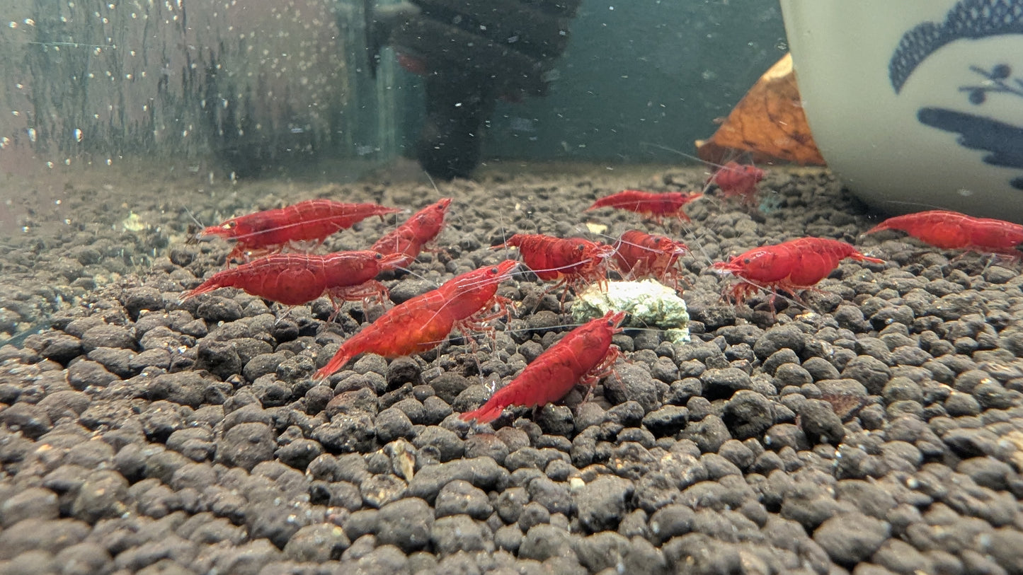 Red Cherry Shrimp