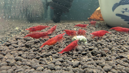 Red Cherry Shrimp