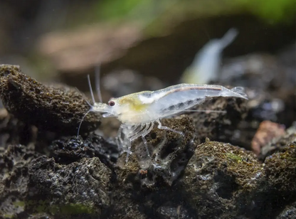 Wild Type Shrimp