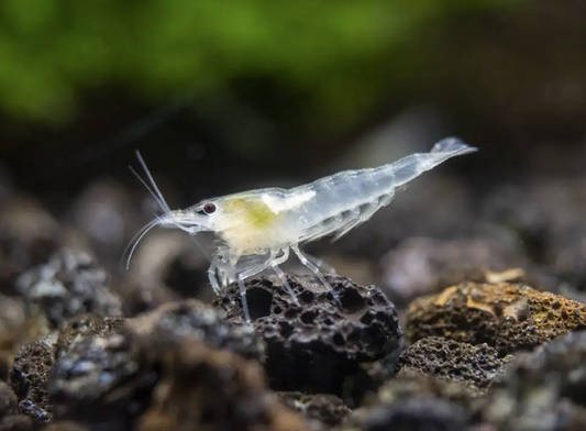 Wild Type Shrimp