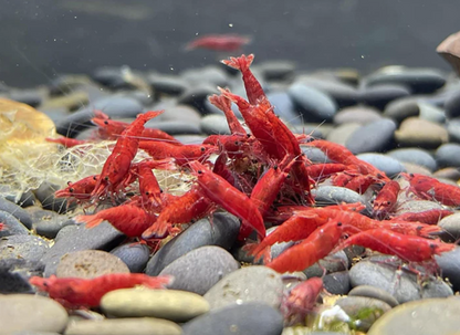 Red Cherry Shrimp